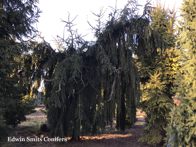 Picea abies 'Aarburg'